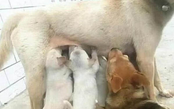 母狗發(fā)情期是什么時候?