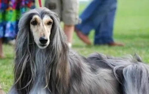 為什么中國禁止阿富汗犬