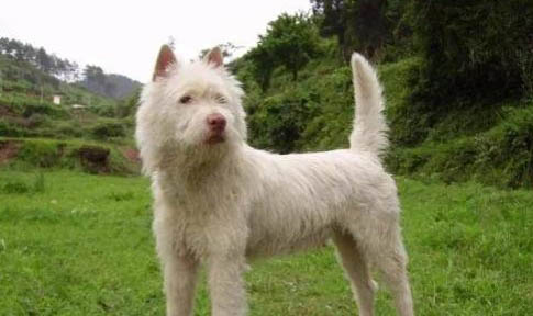 下司犬口吐白沫的原因及處理方法