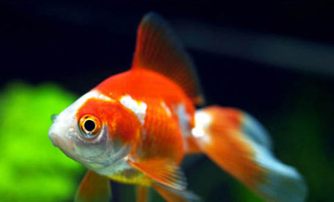 家里養魚水渾怎么處理