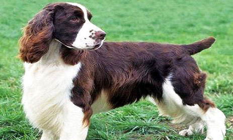 養伊比贊獵犬要注意什么