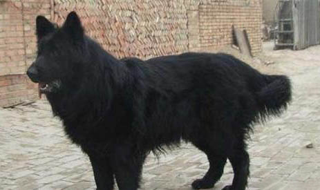 比利時牧羊犬不愛吃東西的原因及處理方法