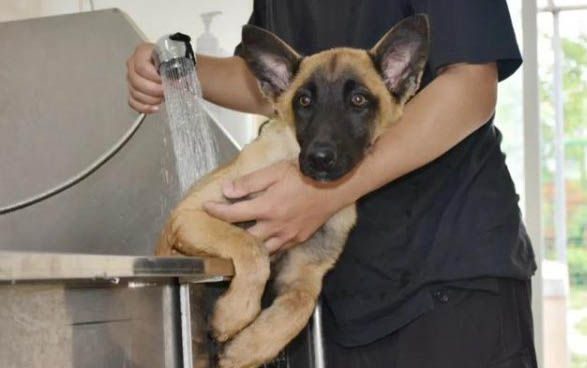 警犬有哪些品種？