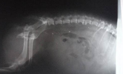 犬貓不明原因發熱的治療