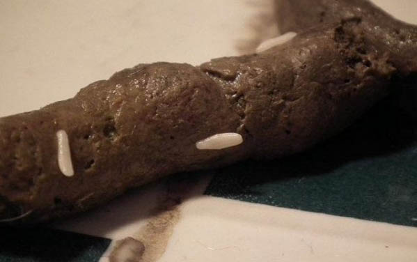 小狗狗挑食偏食主人應該怎么辦？