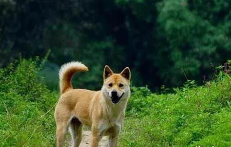 狗狗拉稀是什么原因及處理方法