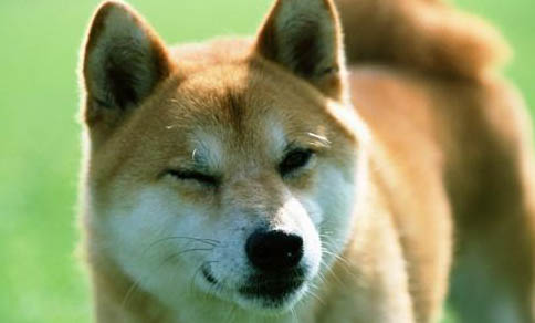 柴犬和哈士奇哪個好