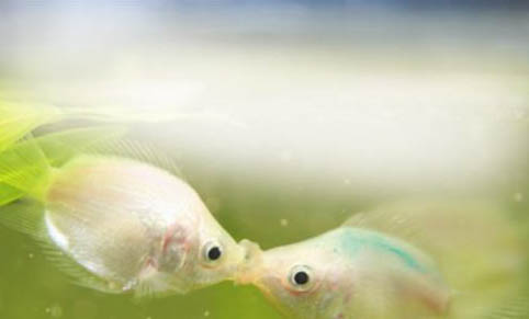 觀賞魚柱狀病的癥狀表現