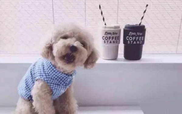 狗狗晚上為什么突然叫？