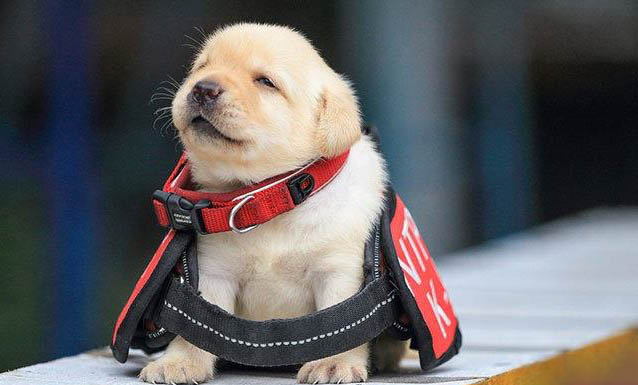 哈士奇幼犬吃什么補鈣最好