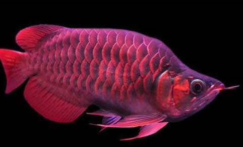 金菠蘿魚的飼養環境