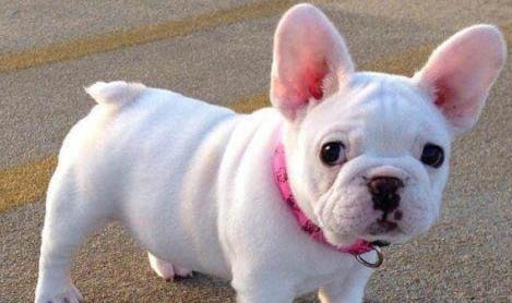比特犬和美國斗牛犬有什么區(qū)別