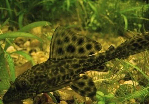 清道夫魚能清理魚缸嗎?