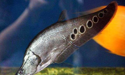 瓷缸養魚過濾器選什么樣的?