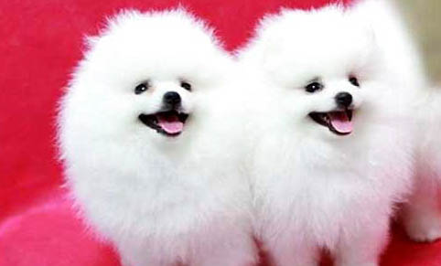 博美犬壽是多少年