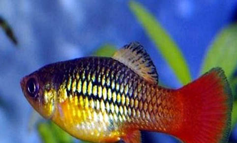 月光魚為什么要趴在缸底