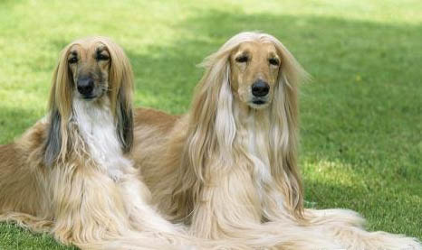 阿富汗獵犬太瘦原因