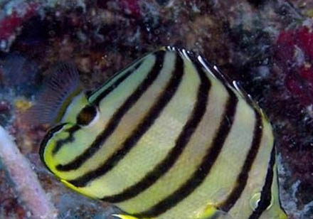 中白蝴蝶魚的外形特點