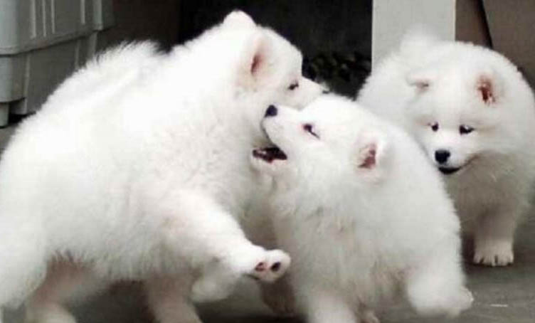 狗腸炎不給吃東西行么