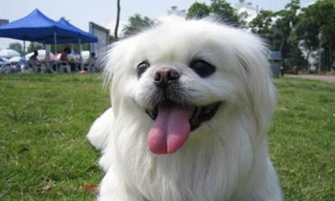 京巴狗腸炎便血吃什么藥好