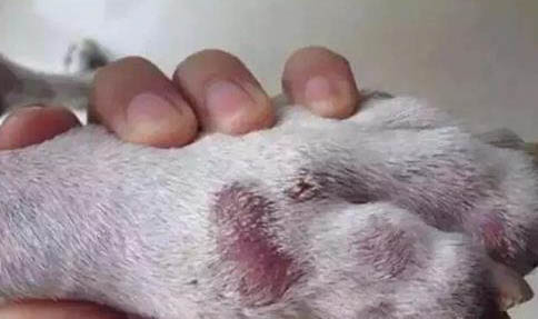 狗狗體外驅蟲中毒怎么辦