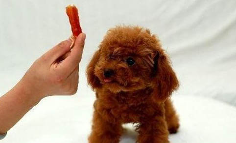 泰迪犬和比熊犬哪個好養