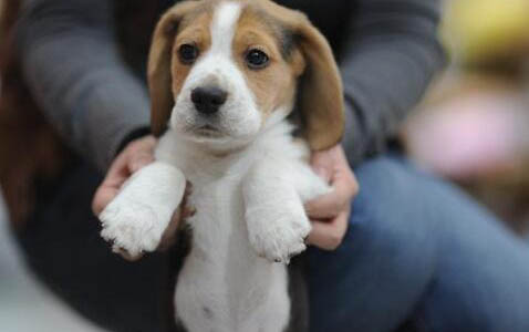 惠比特犬打架厲害嗎