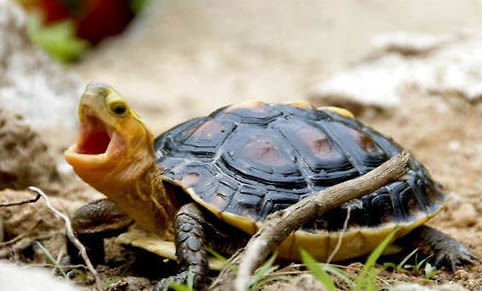黃緣盒龜飼養方法