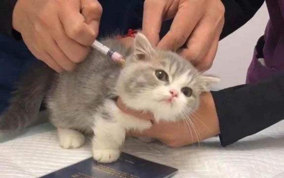 貓咪后腿韌帶拉傷的表現