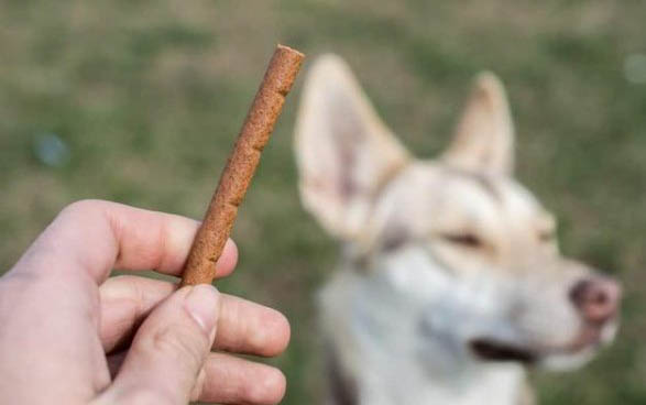 怎樣泡狗糧給小狗吃