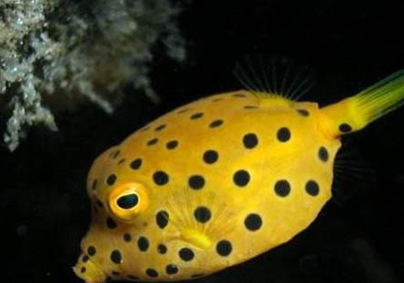 冬天金魚是不是需要加熱?