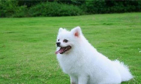 博美犬打噴嚏怎么辦