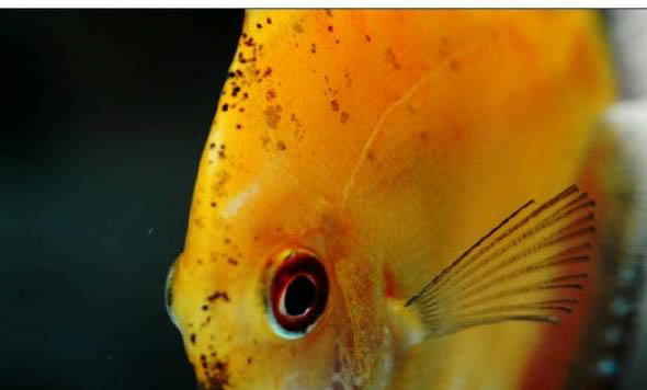 觀賞魚身上有白點怎么回事