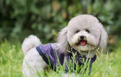 狗狗假孕最明顯的征兆有哪些