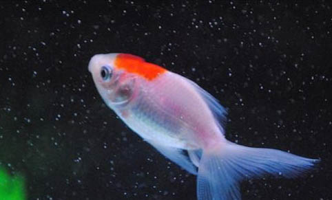 魚缸水變綠了怎么辦