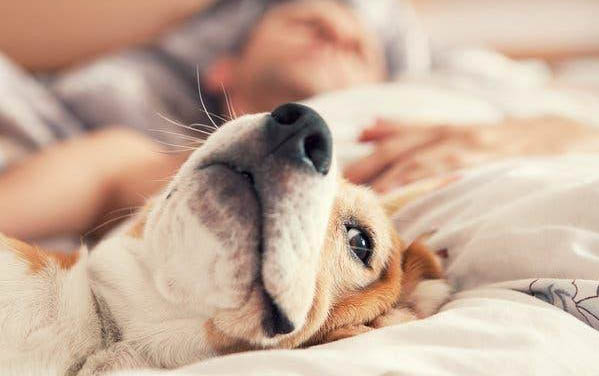 狗冠狀病毒能存活多久