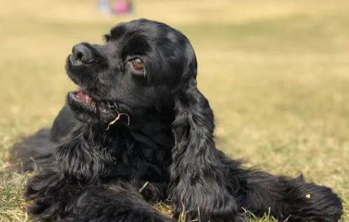 可卡犬價(jià)格