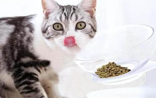 貓咪得結膜炎癥狀表現