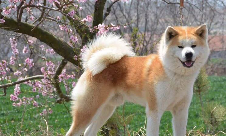 柴犬退幾次毛才漂亮