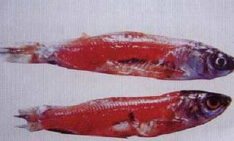 泥鰍和金魚可以混養嗎