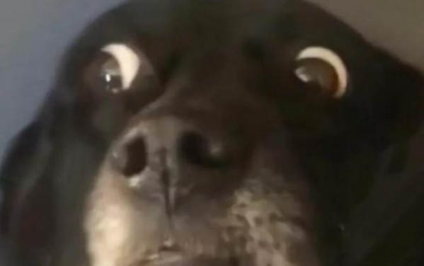 犬瘟晚期狗狗自己叫還能活多久