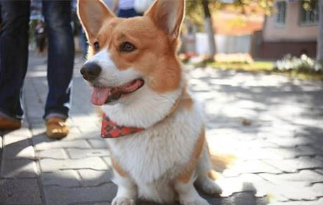 柯基犬和比熊哪個好養