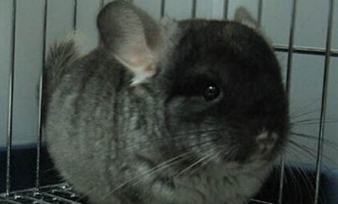 龍貓老打嗝什么原因