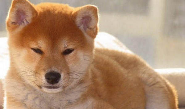 柴犬有白色的嗎