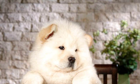 為什么松獅犬被禁養