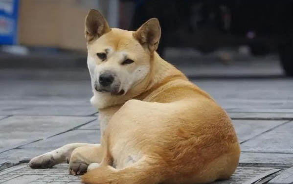 狗狗沒精神不愛動總是自己趴著咋回事