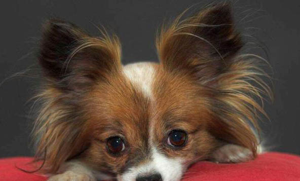 蝴蝶犬價格