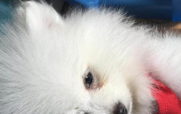 狗狗心衰還能活多久?