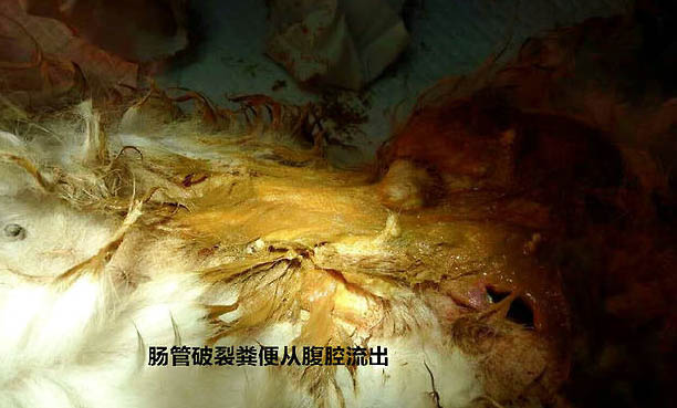 怎么看狗狗是否感染寄生蟲