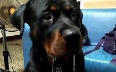 中國沙皮犬流眼淚用什么藥好